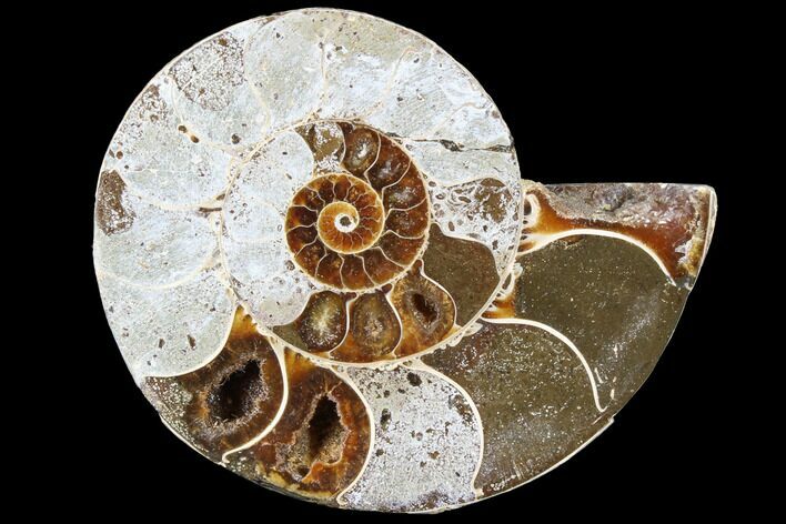 Bargain, Thick Ammonite (Anapuzosia) Fossil Half #88037